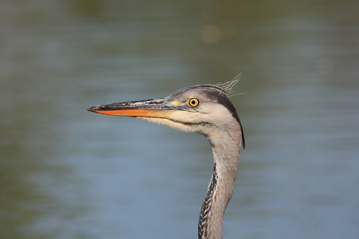 Giovani cenerini crescono