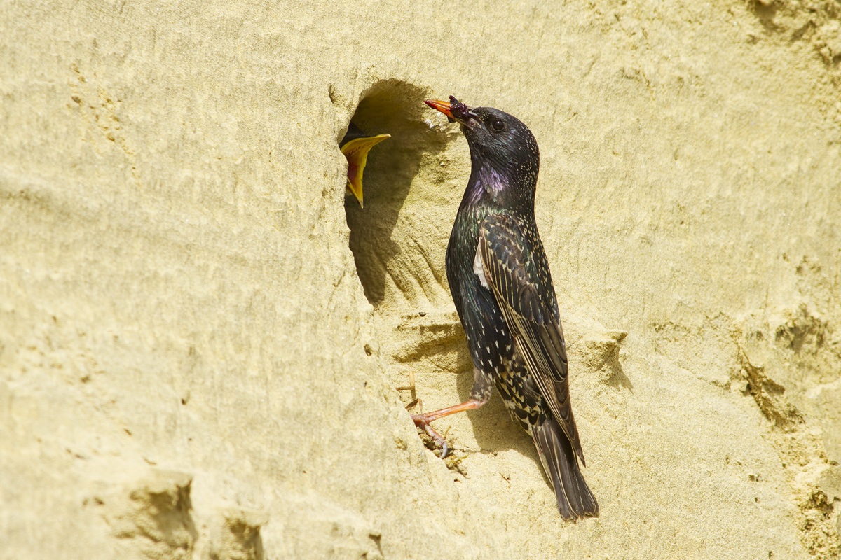 Il  Gruccio-Storno....