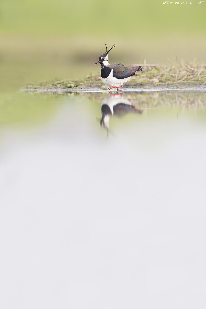 Lapwing in the mirror.