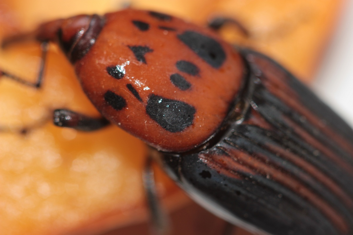 Weevil Rhynchophorus ferrugineus said red