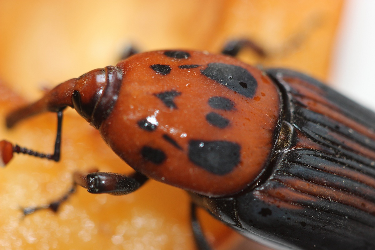 Weevil Rhynchophorus ferrugineus said red