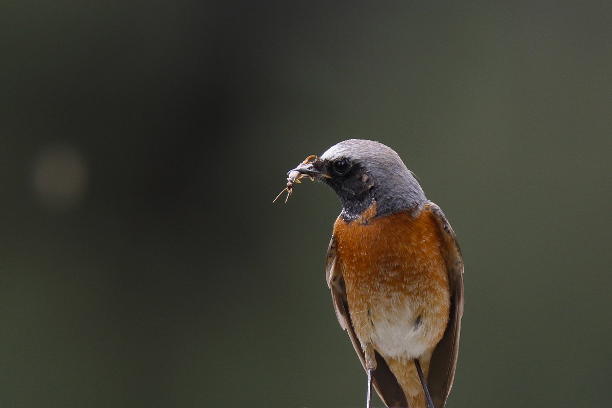 A pair of scissors for lunch