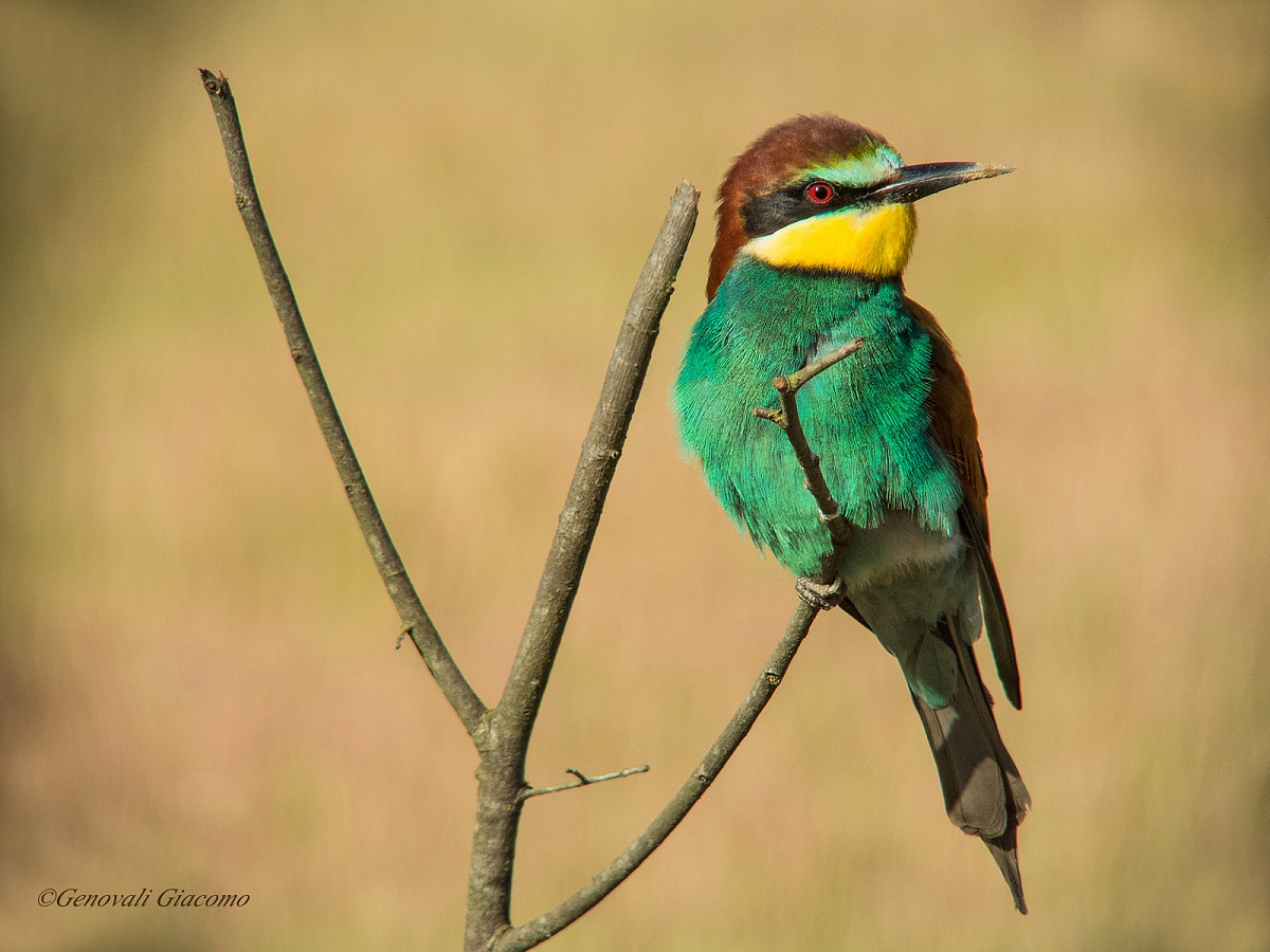 still the bee-eaters