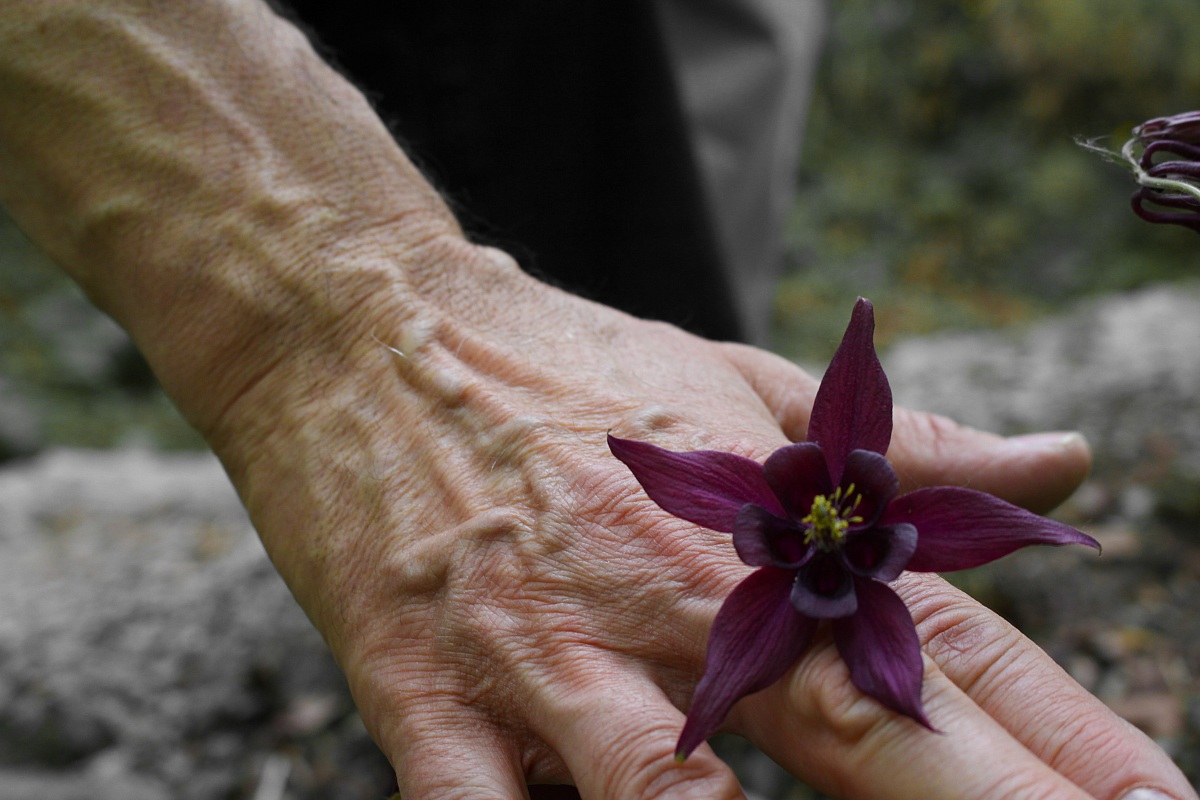 Flower of whom do not know the name