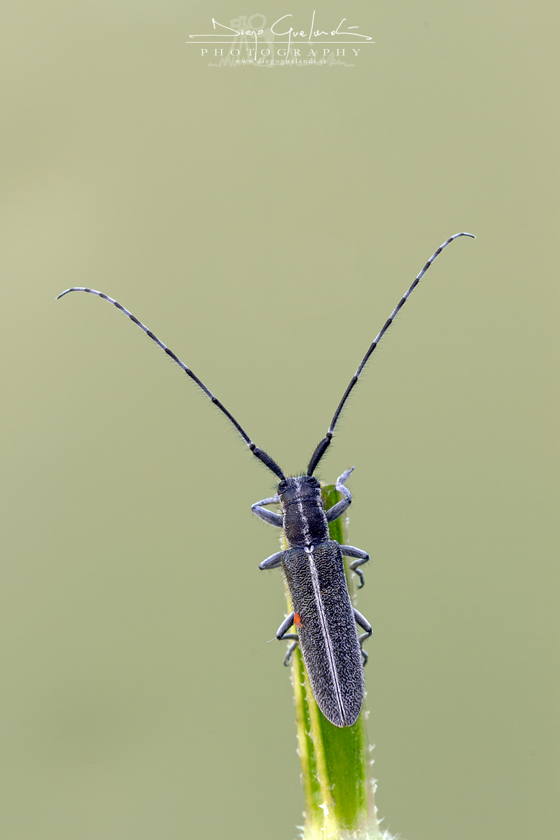 Agapanthia cardui with Aphid