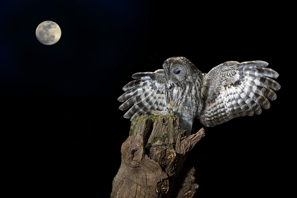 festival dei gufi 2014