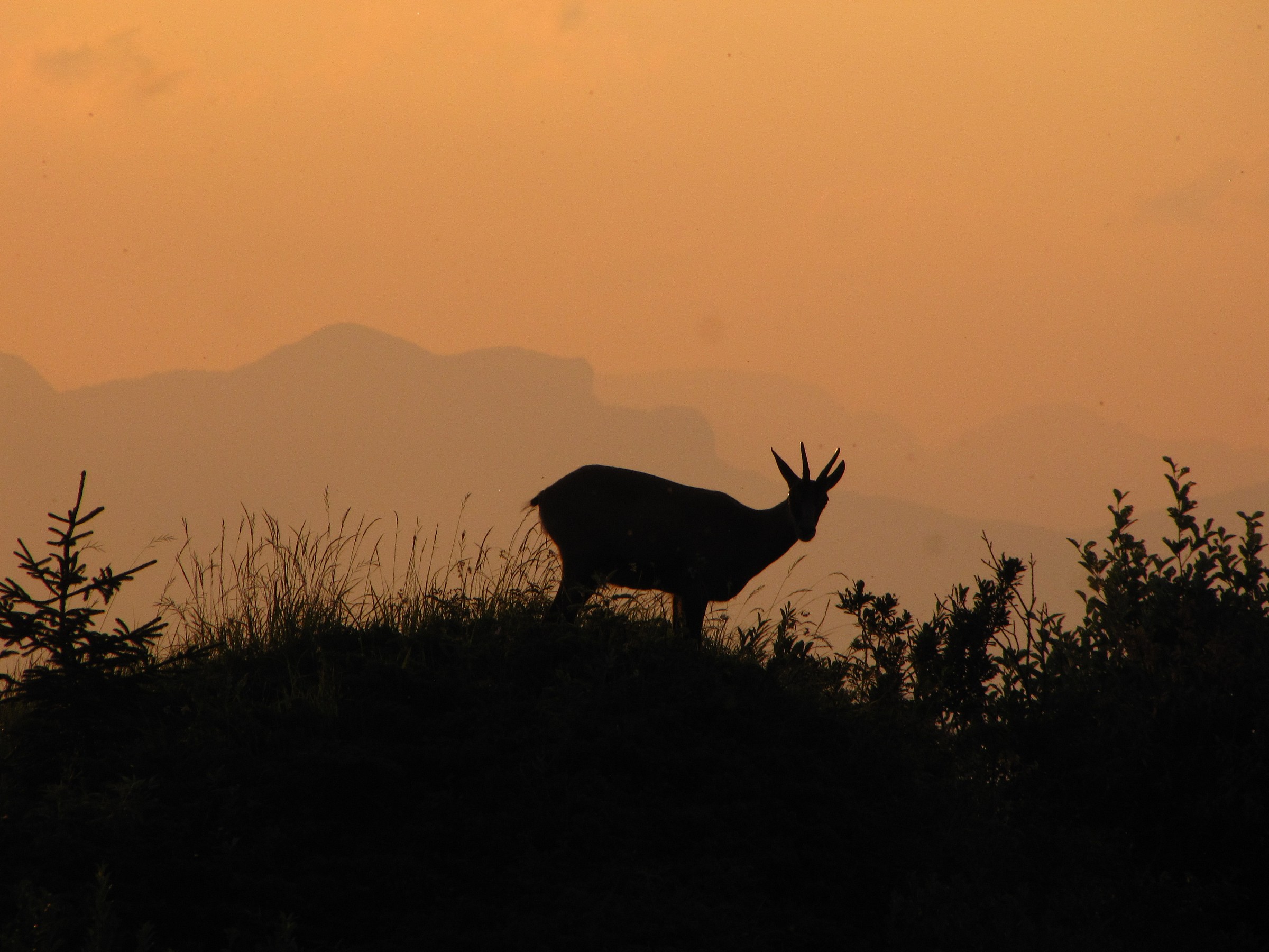 camoscio al tramonto