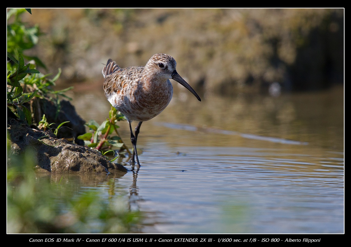Sandpiper