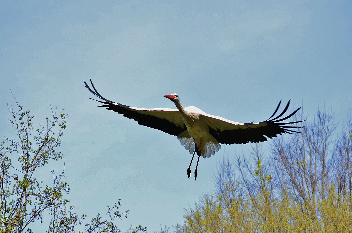 Arrivooooo (Parco del Mincio in 2014)