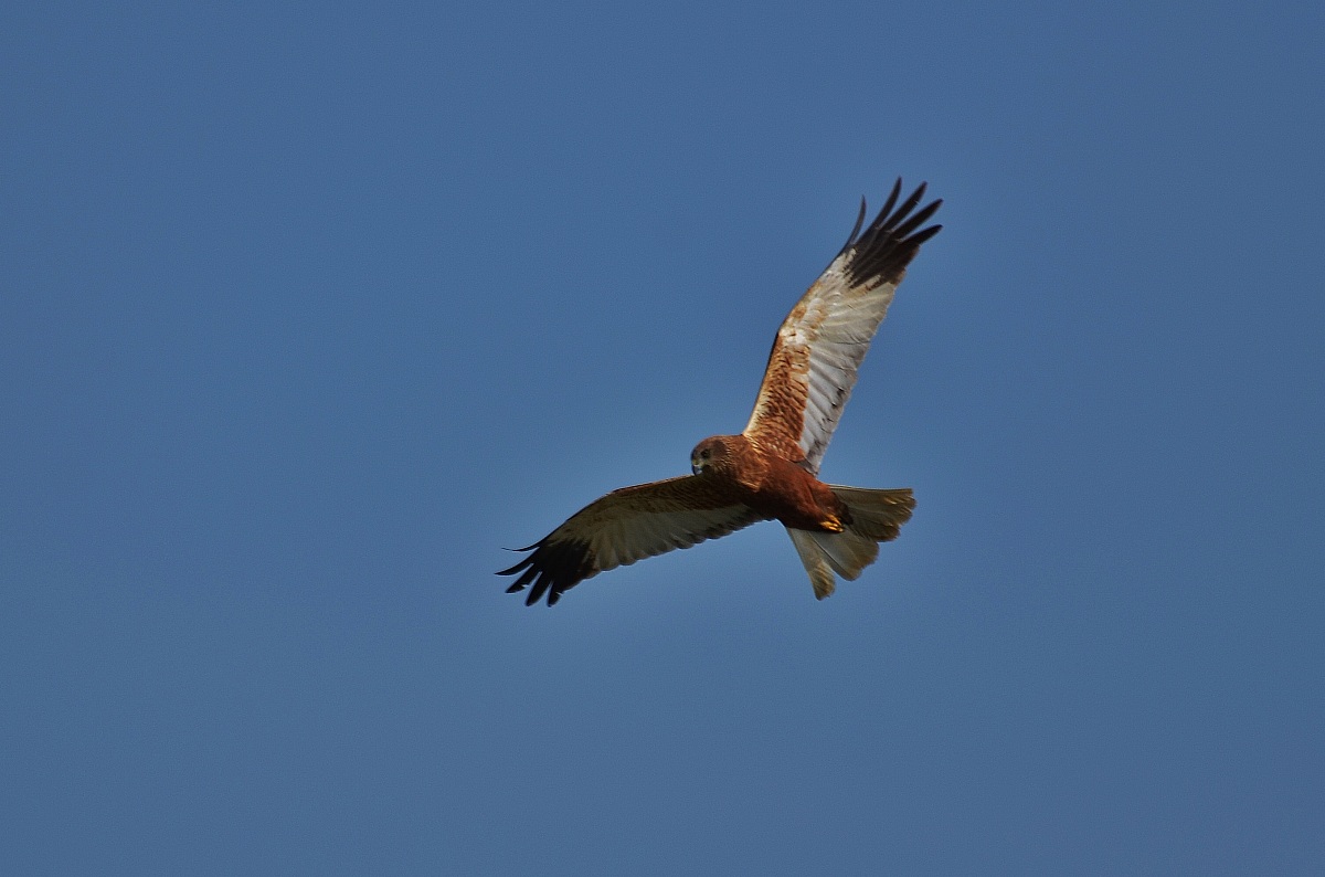 Parco del Mincio 2014