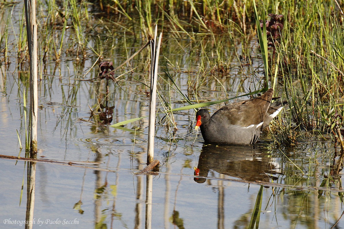 Moorhen