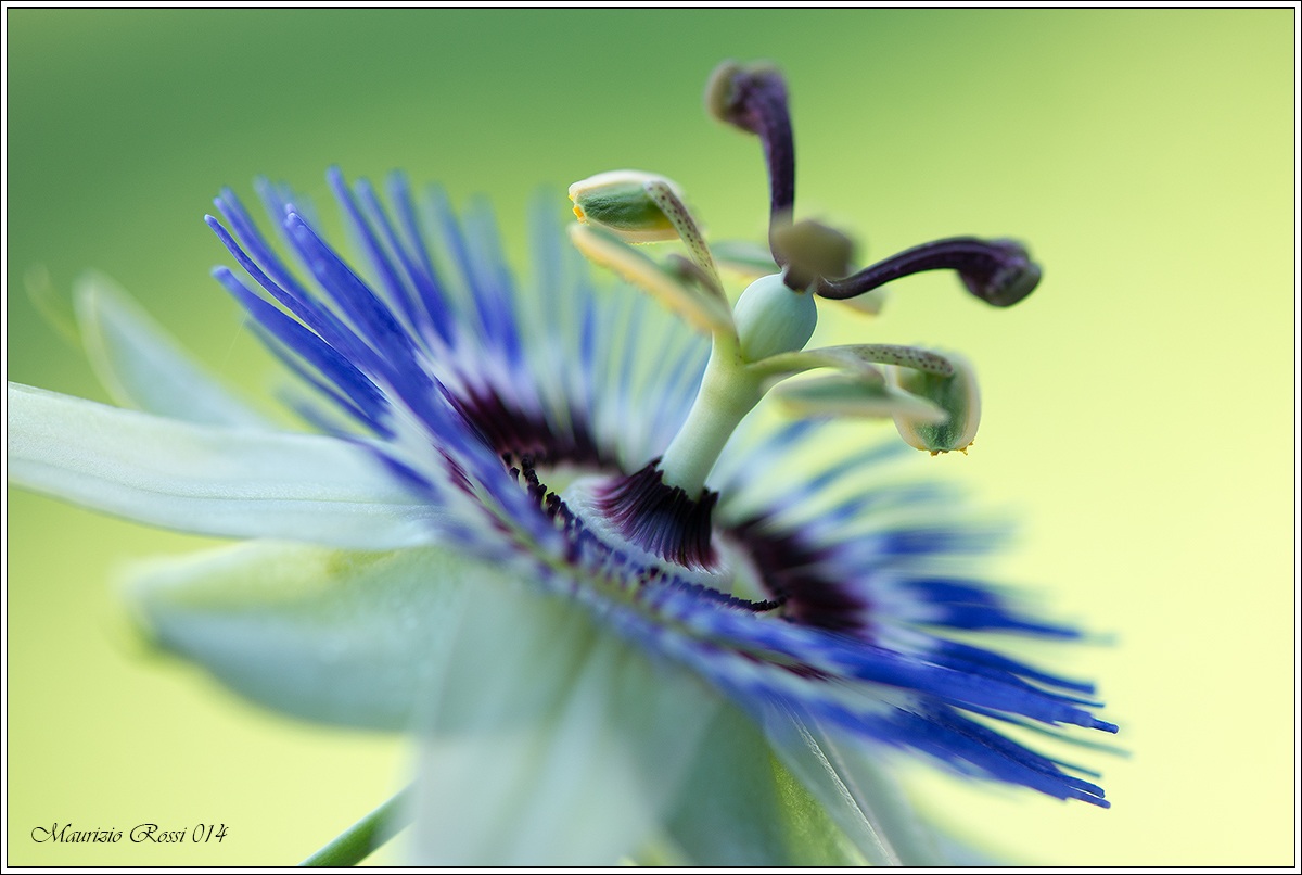 Fiore della Passione