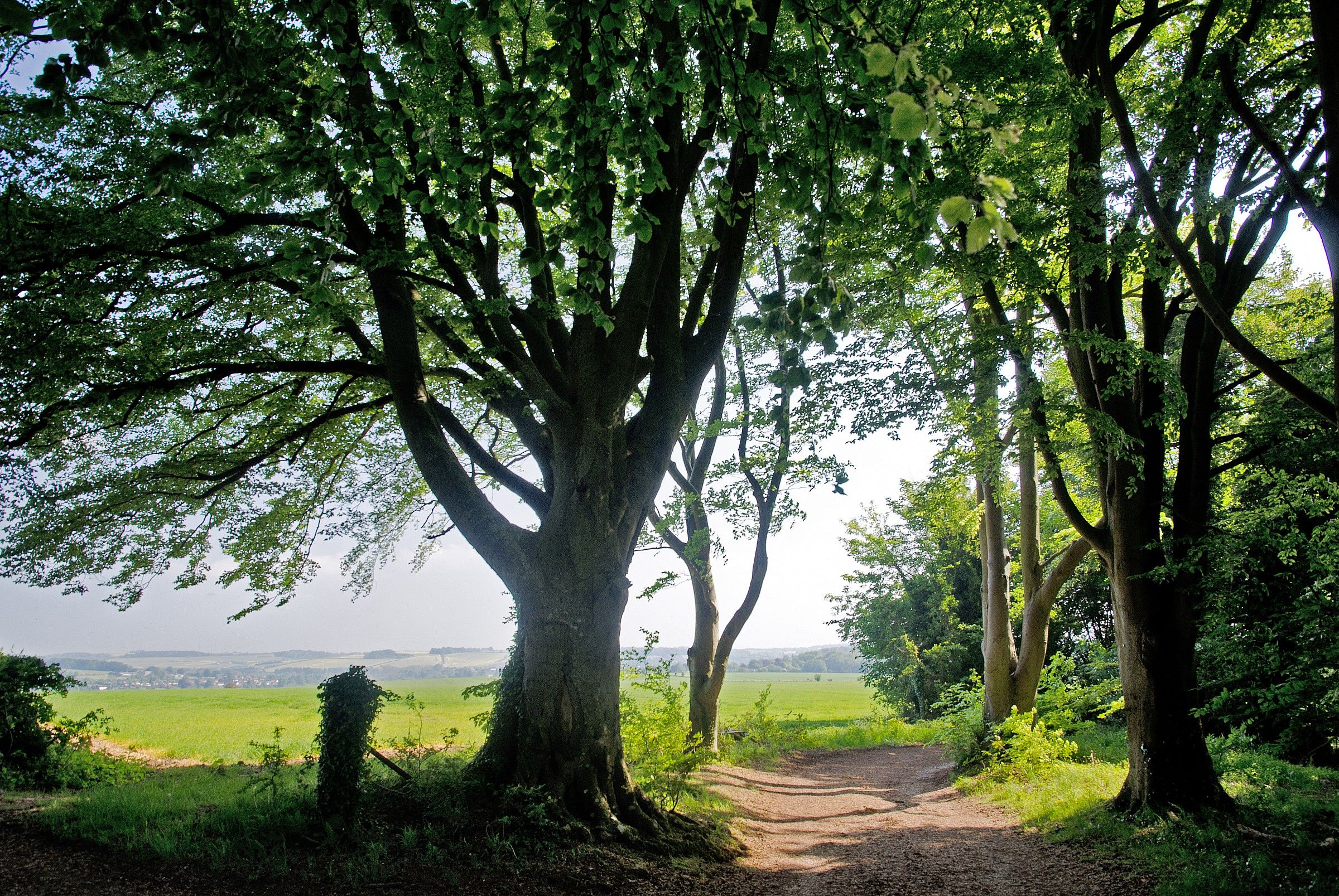 Paesaggio di campagna