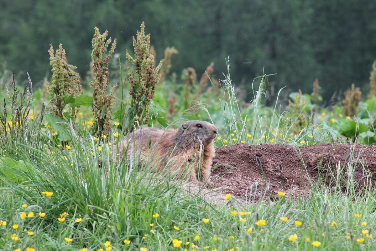marmotta