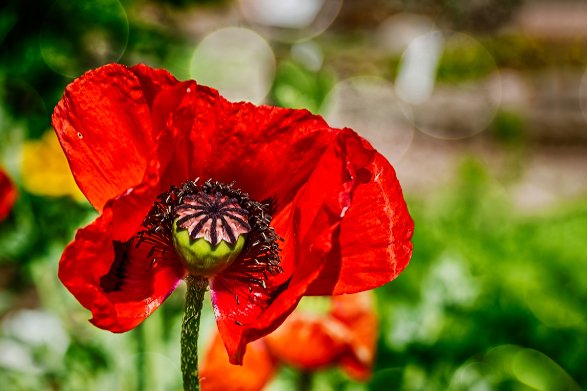 Poppy nel vento