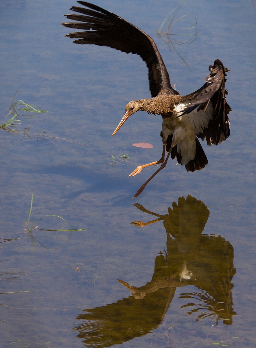 fl: 159 millimetri, ritagliata