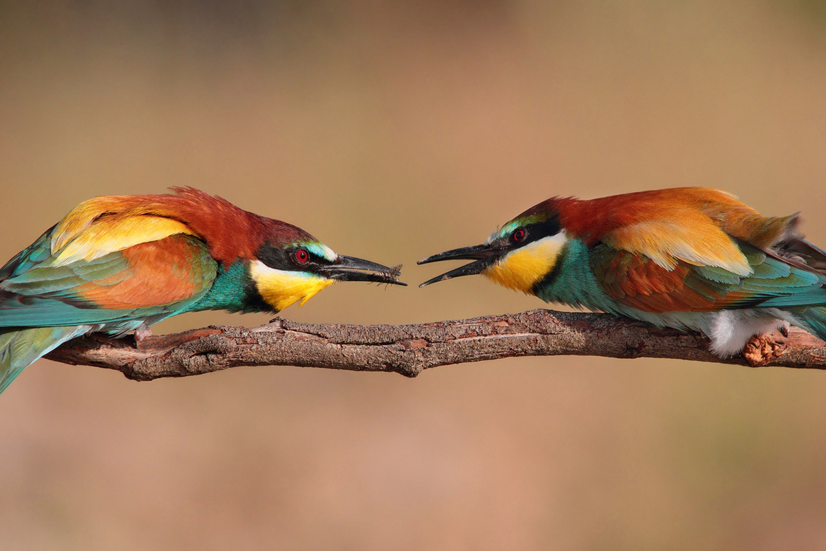 Bee-eaters