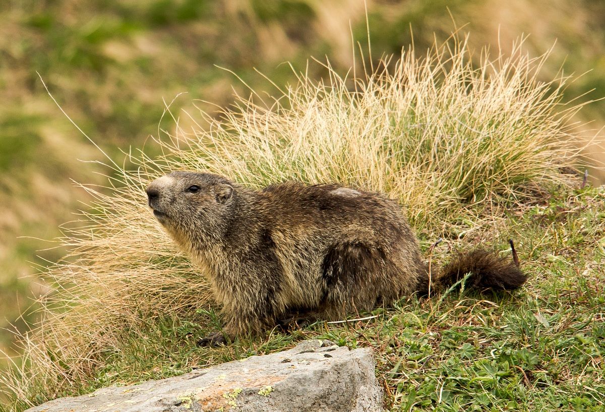 Marmotta 2