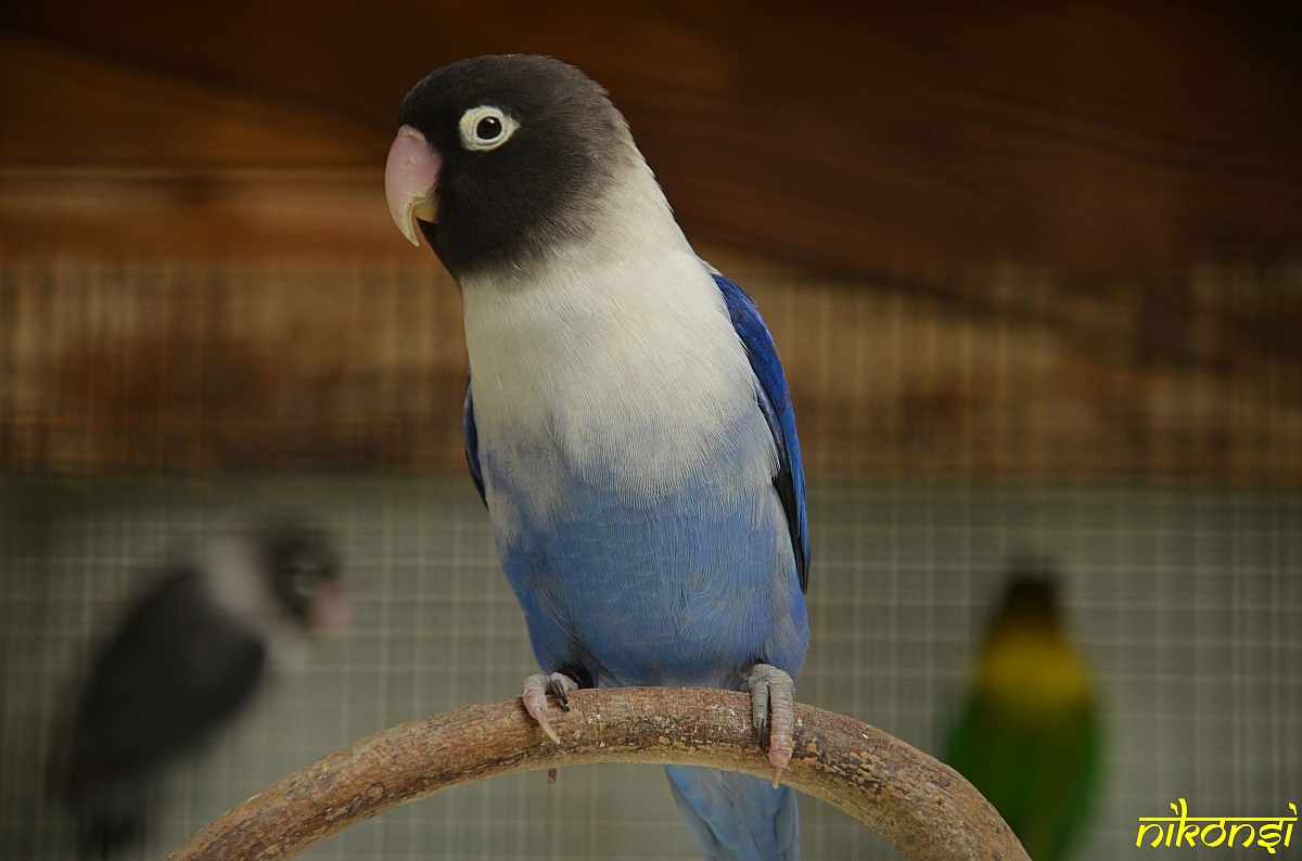 Lovebird personatus cobalt