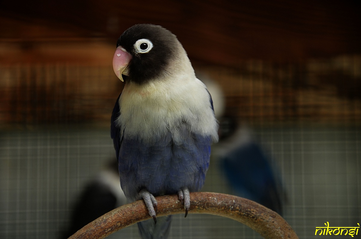 Lovebird personatus purple