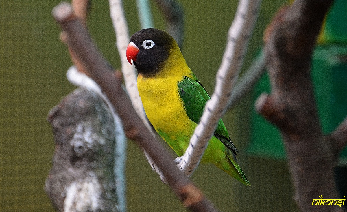 Lovebird personatus ancestral