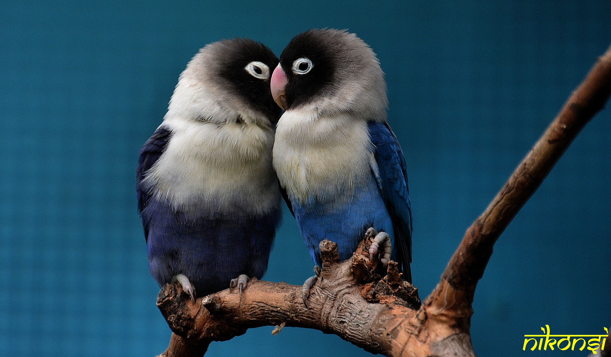 Coppia Agapornis personatus