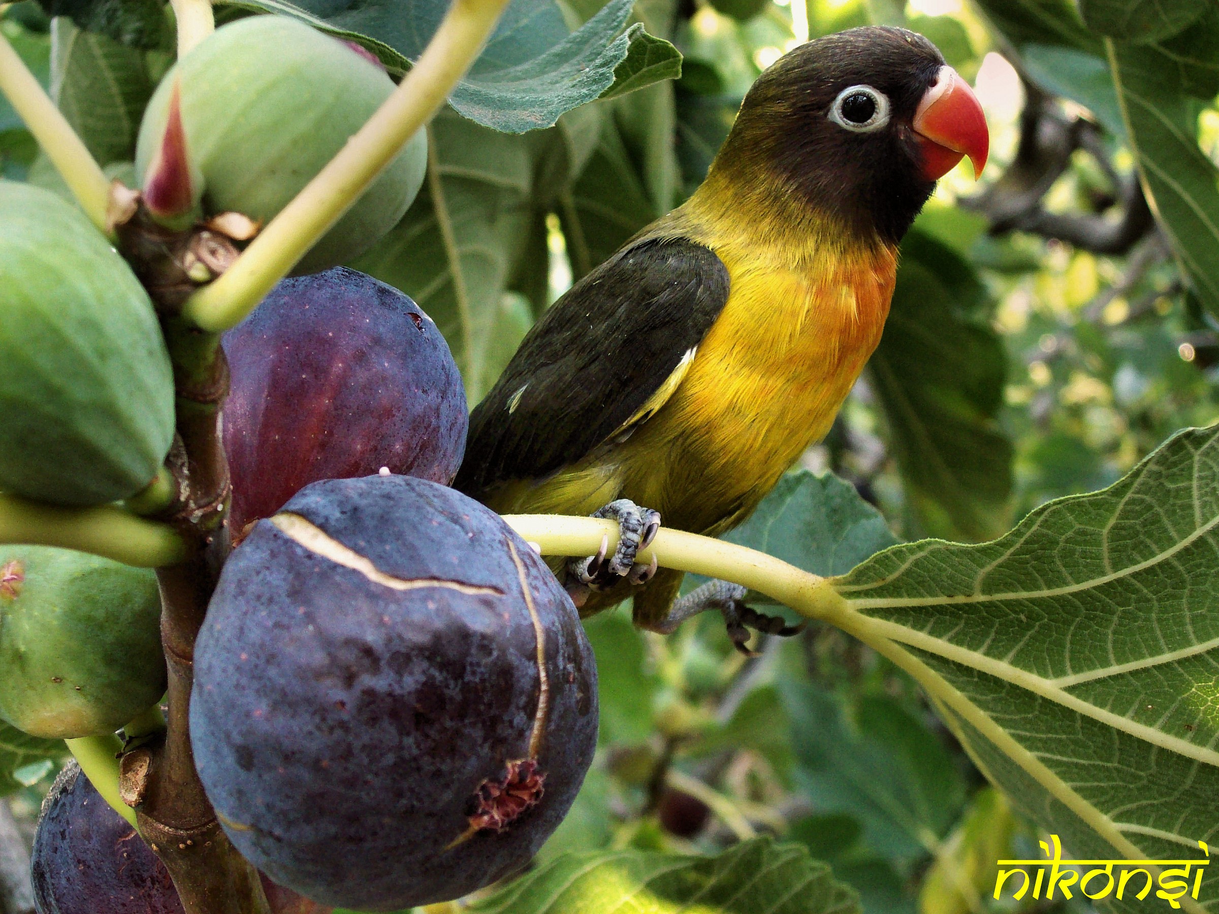 Lovebird personatus olive green