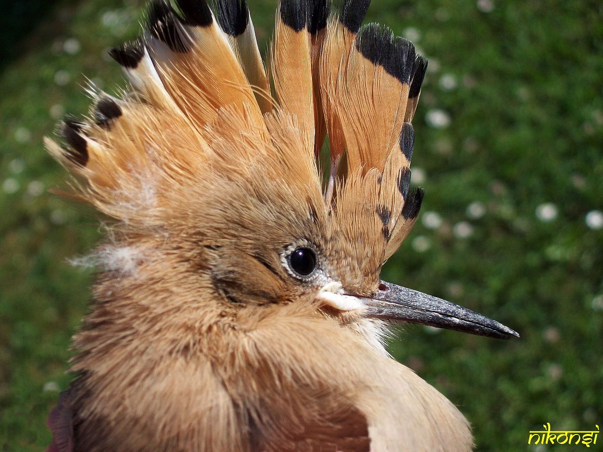 Pullo Hoopoe