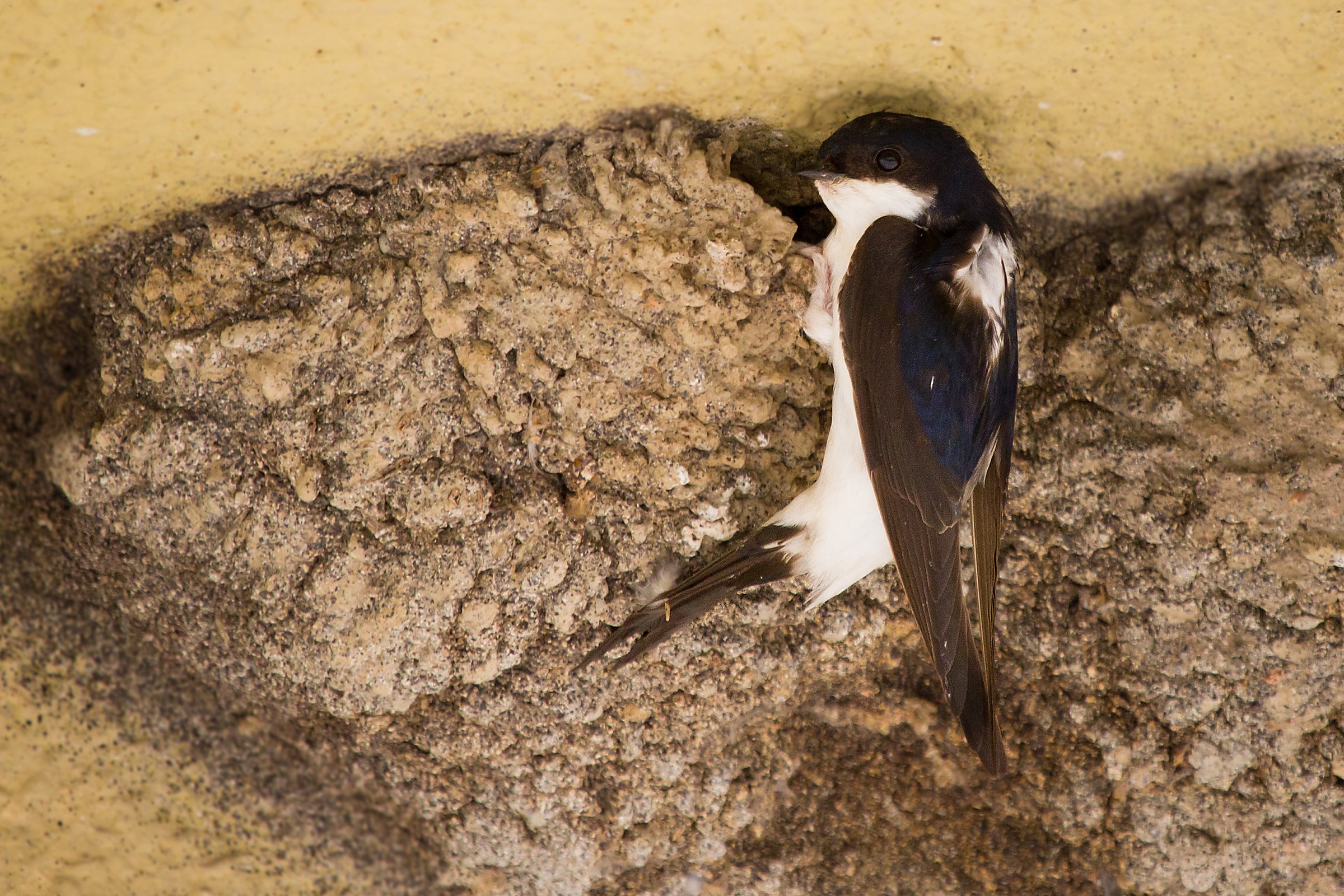 Balestruccio al nido