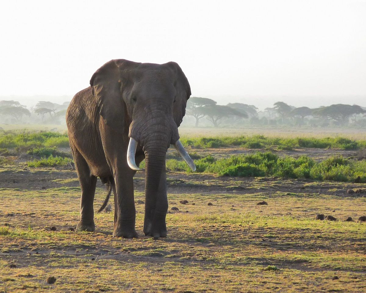 Elefante nella fredda alba africana