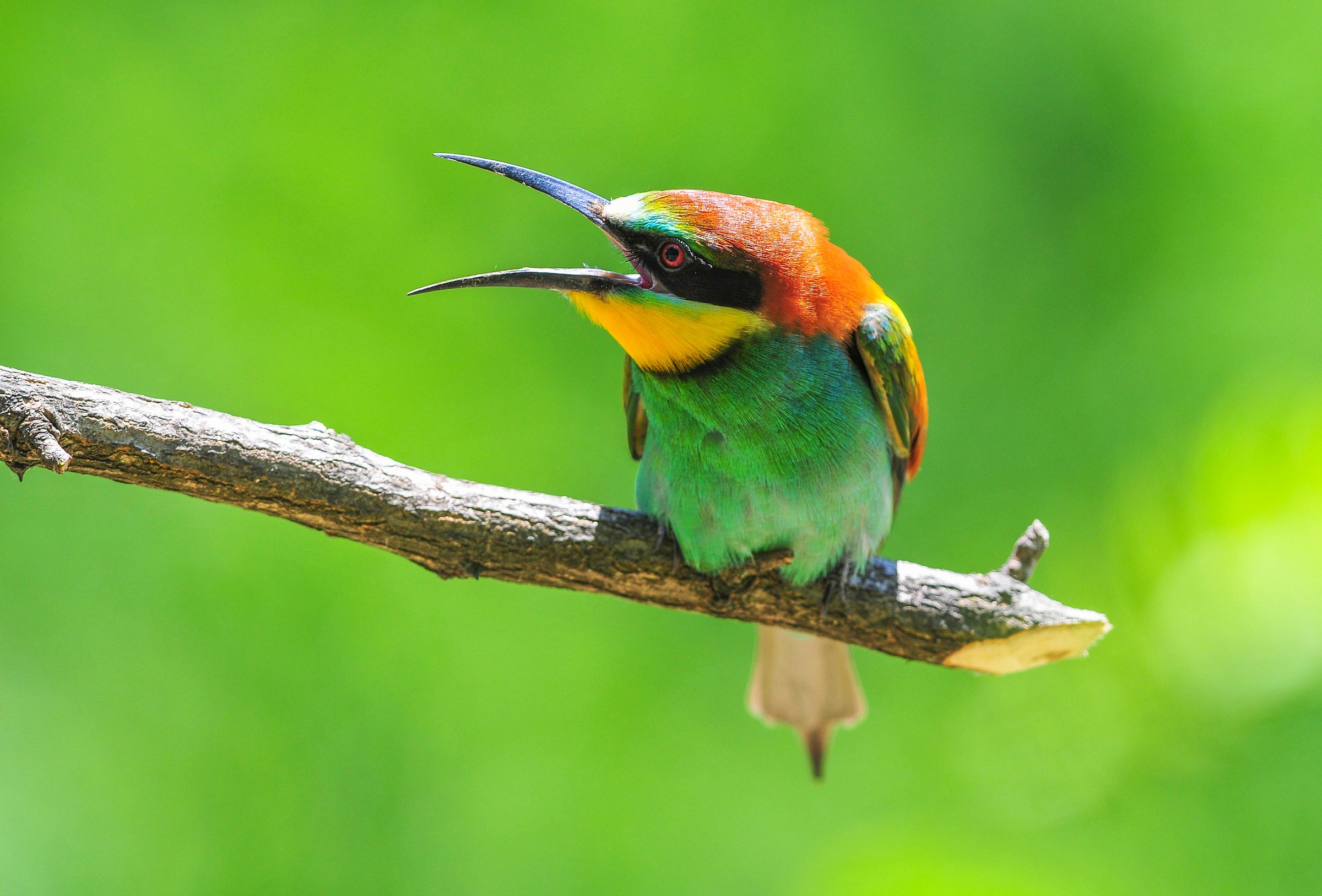 Bee-Eater