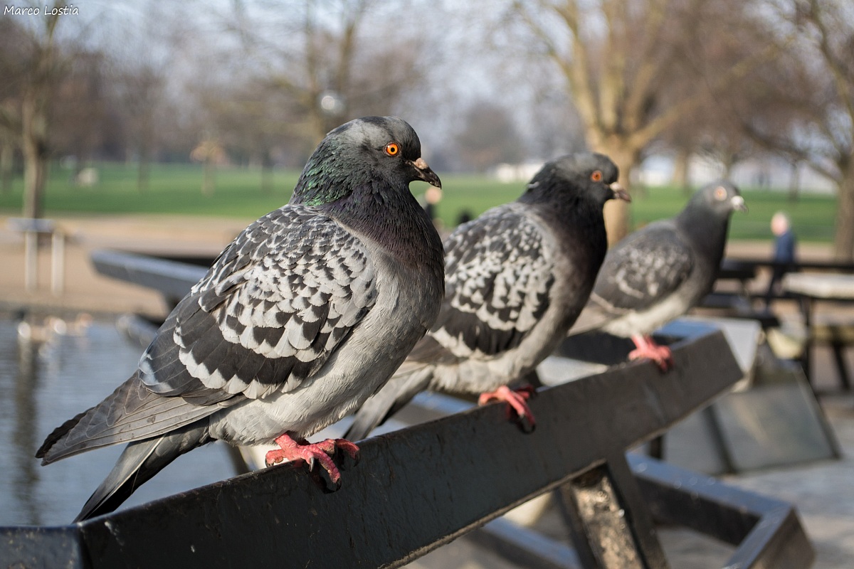 Tris pigeons