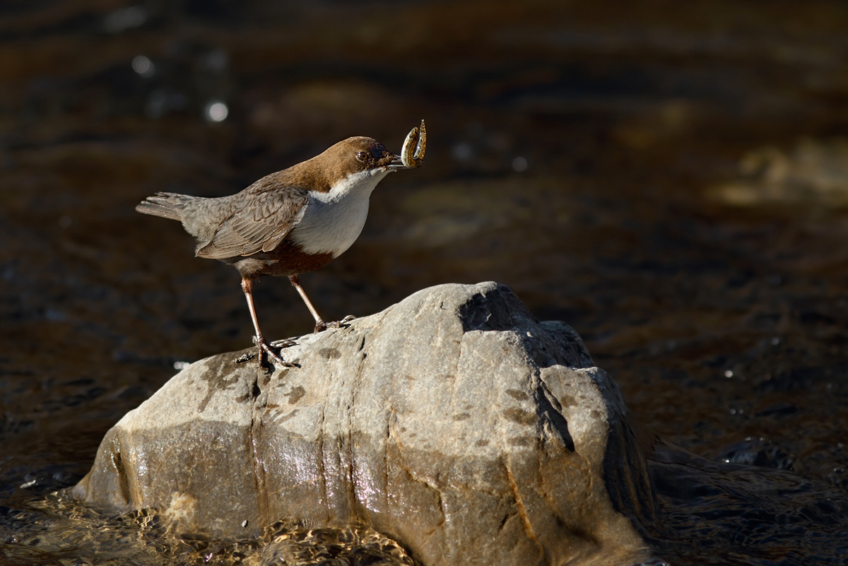 Dipper with prey ...