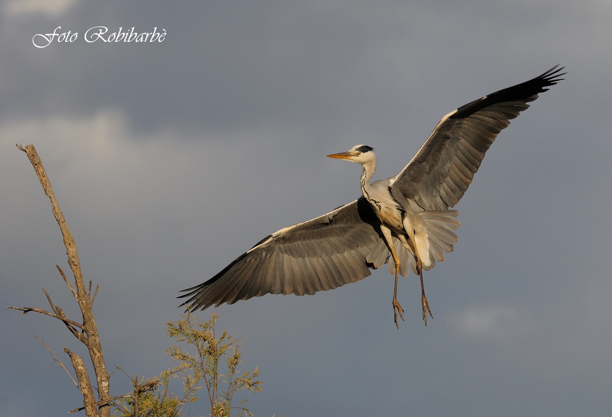 Cenerino...a tutta apertura...
