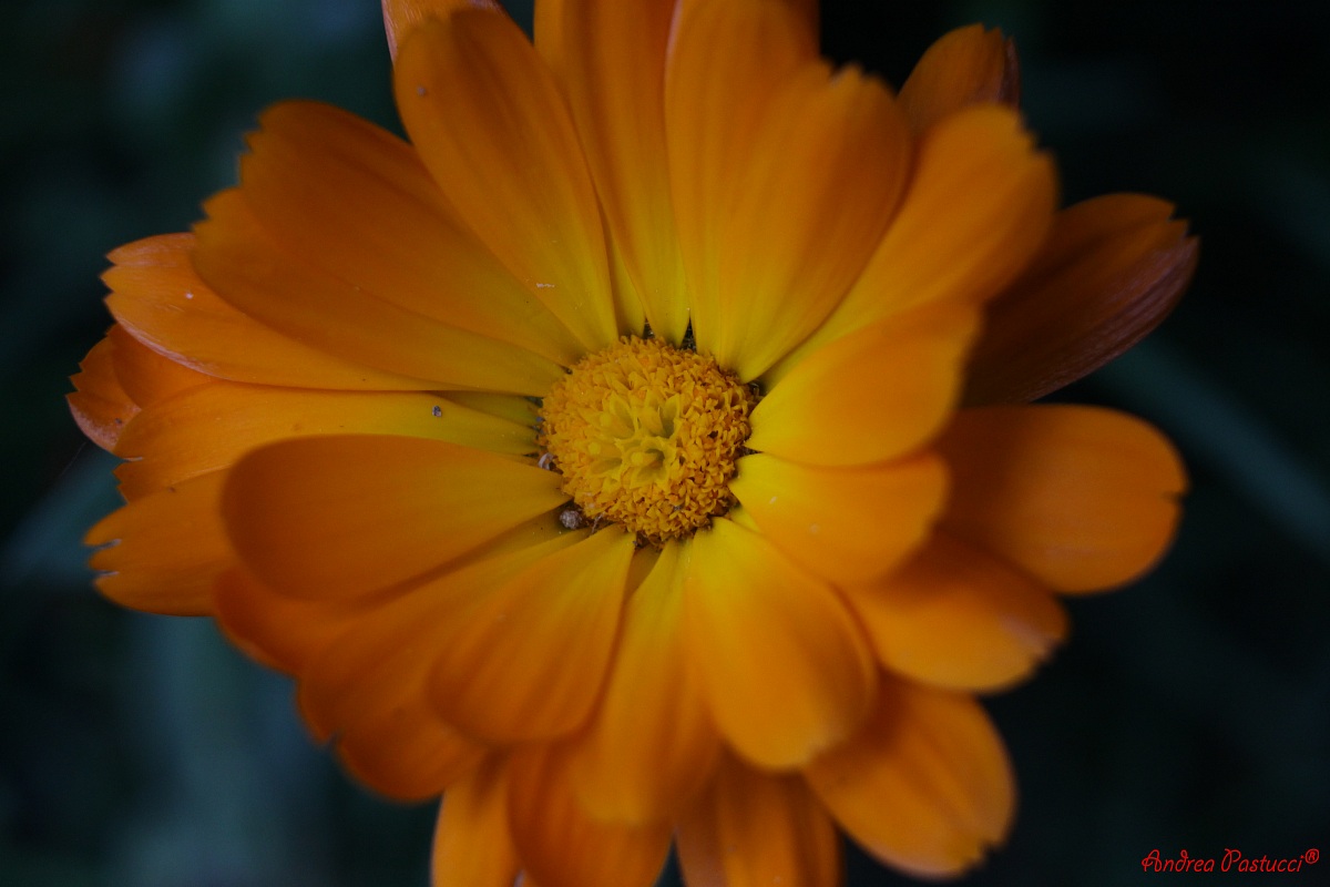 raggio di sole in mezzo al prato