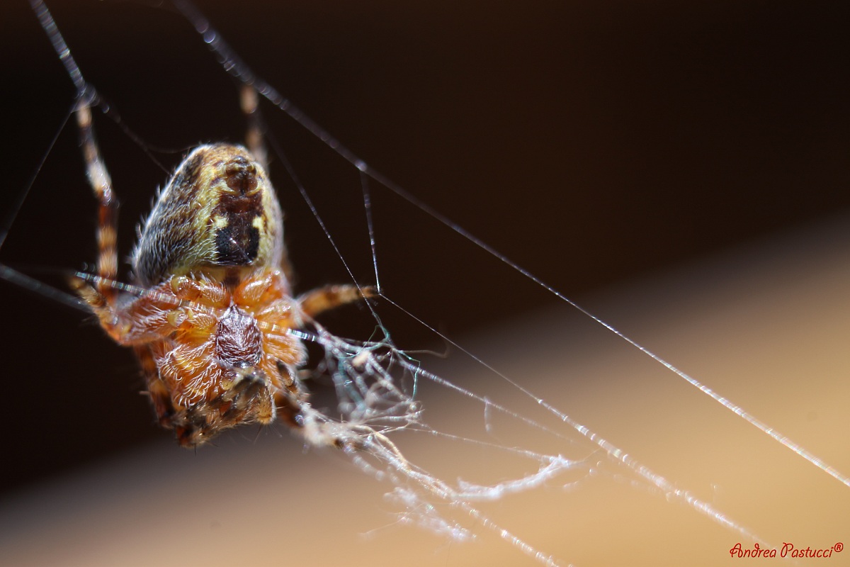 giocando o incastrando?