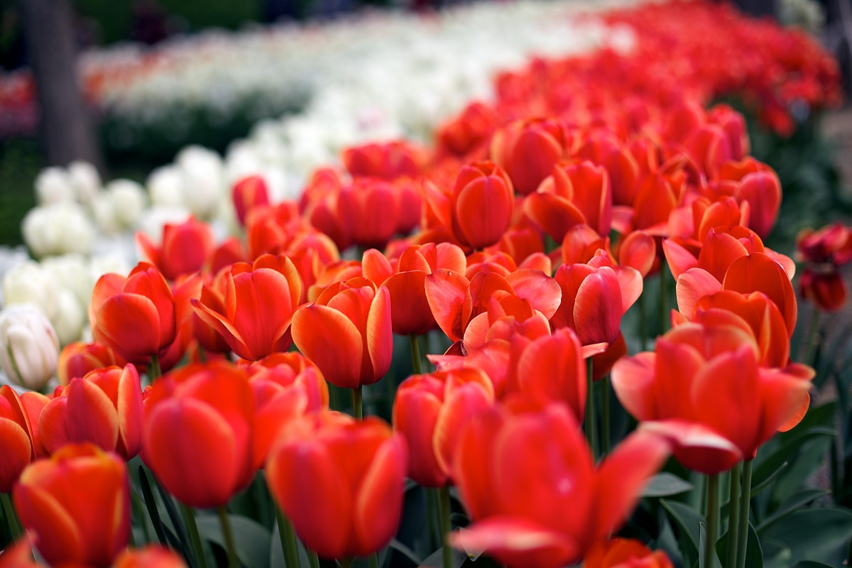 Red tulip