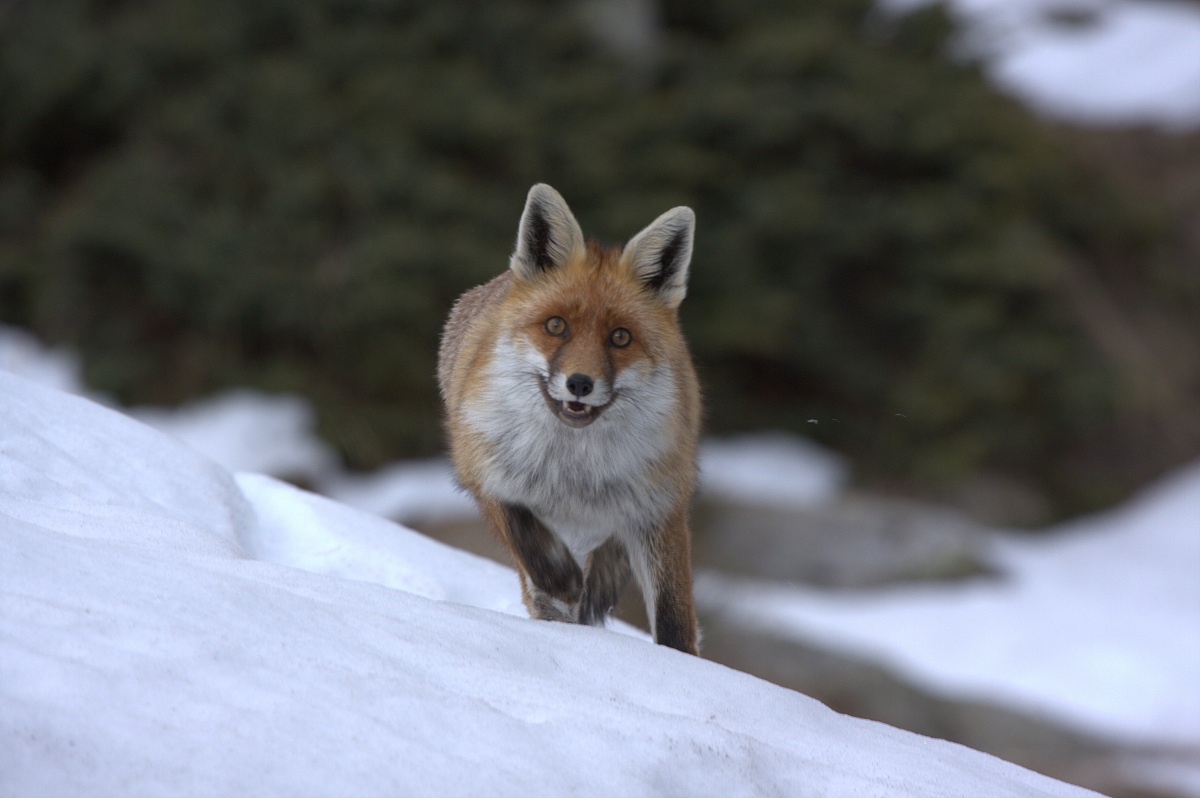 Volpe curiosa a Ceresole Reale