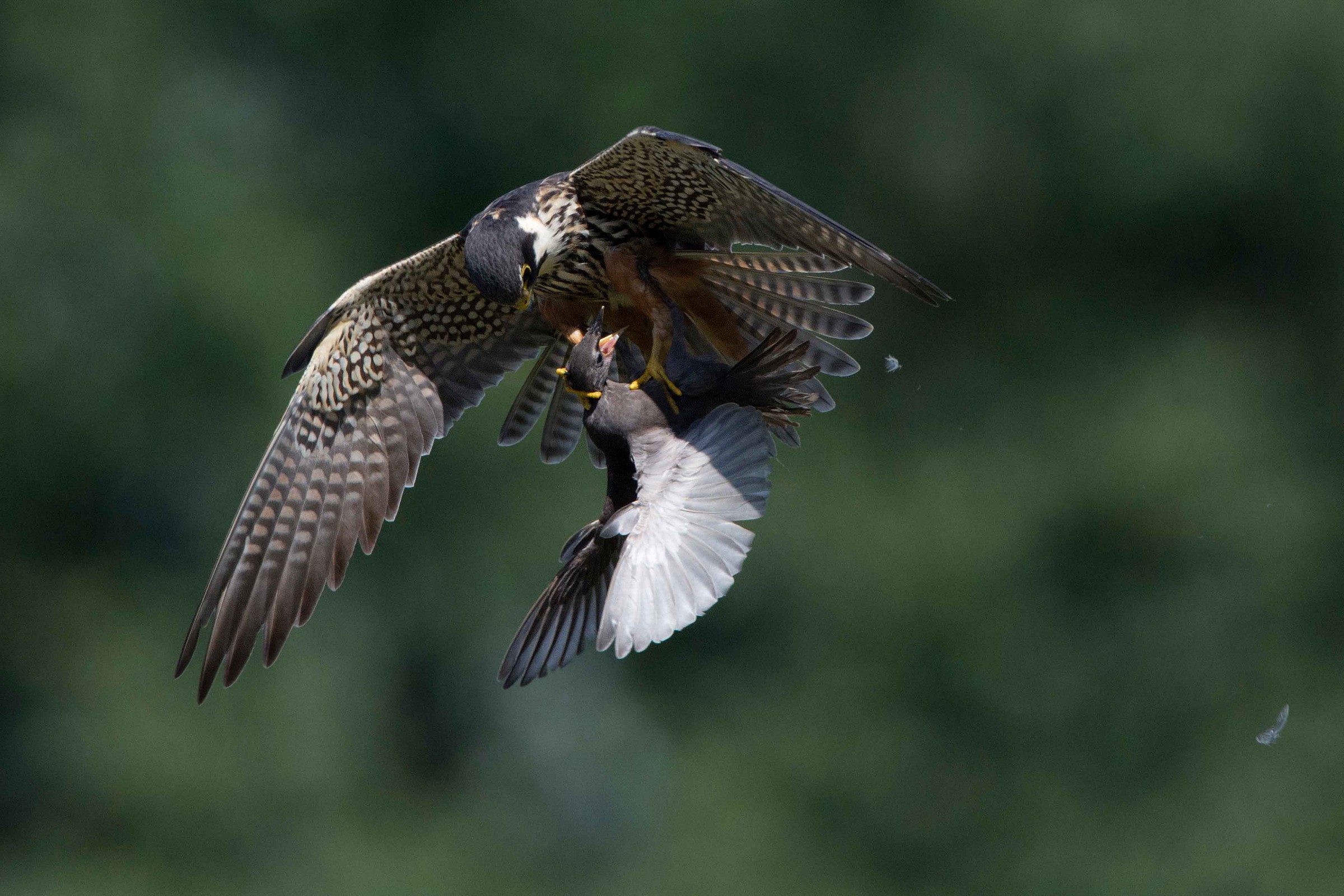 Hobby with prey