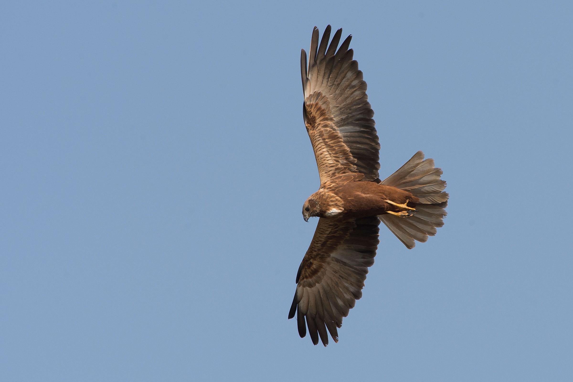 Marsh Harrier