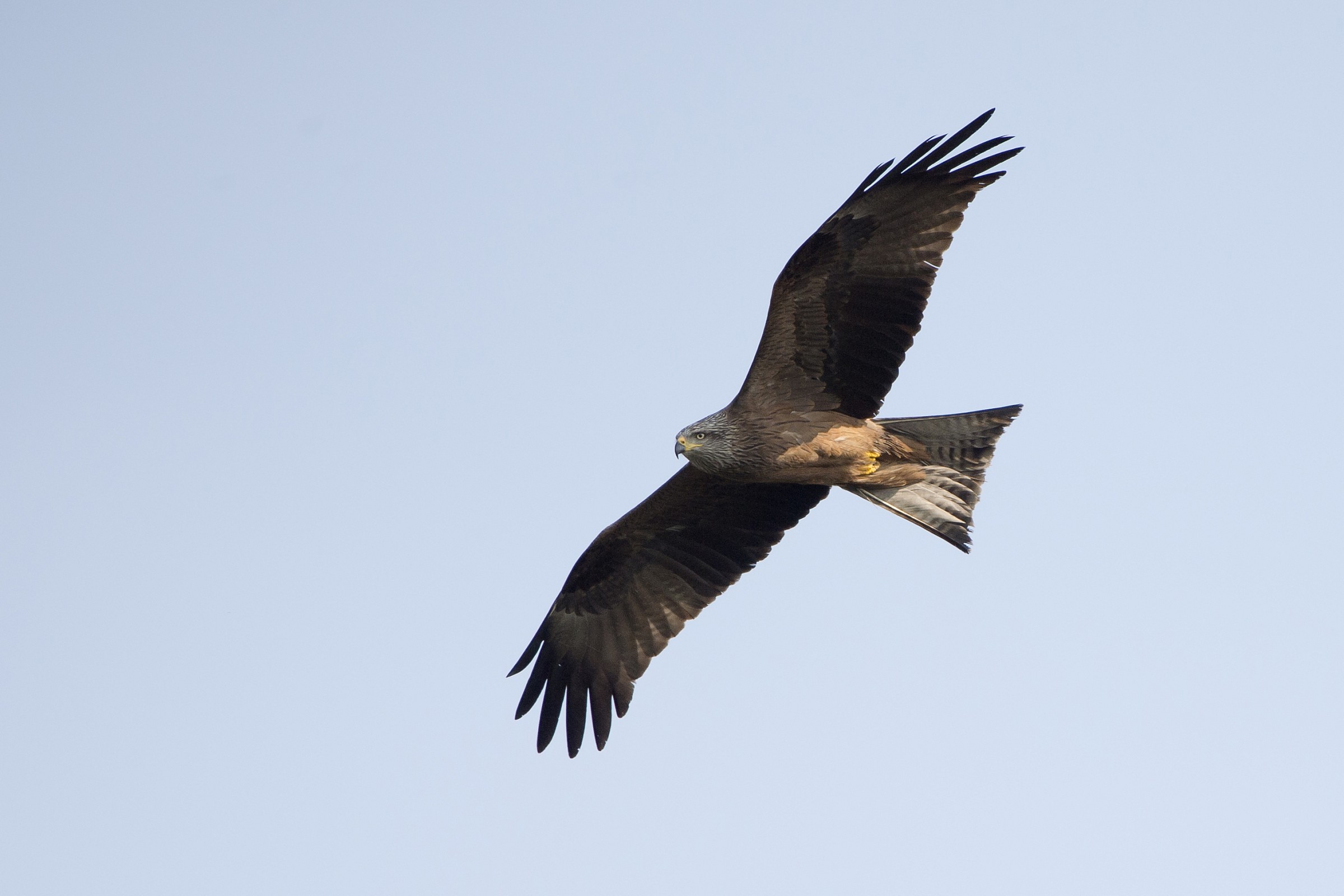 Black Kite