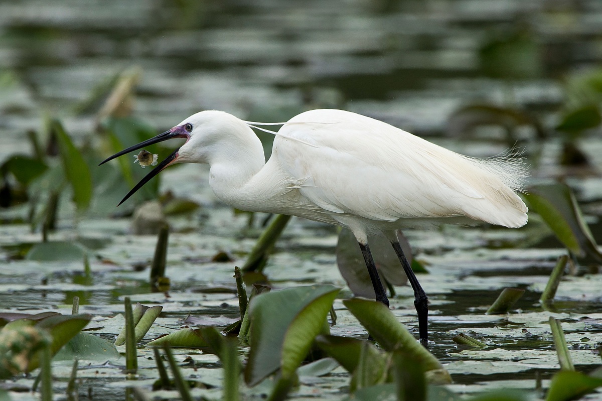Egret