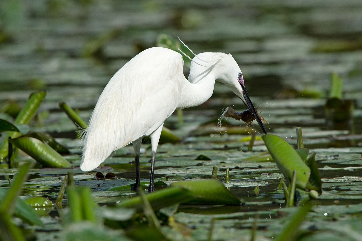 Egret