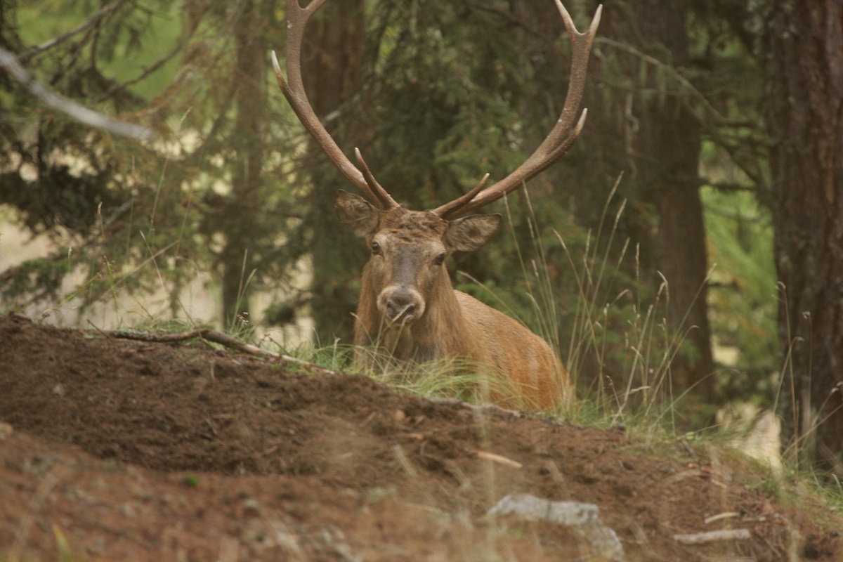 Bramito dei cervi in Val di Rabbi