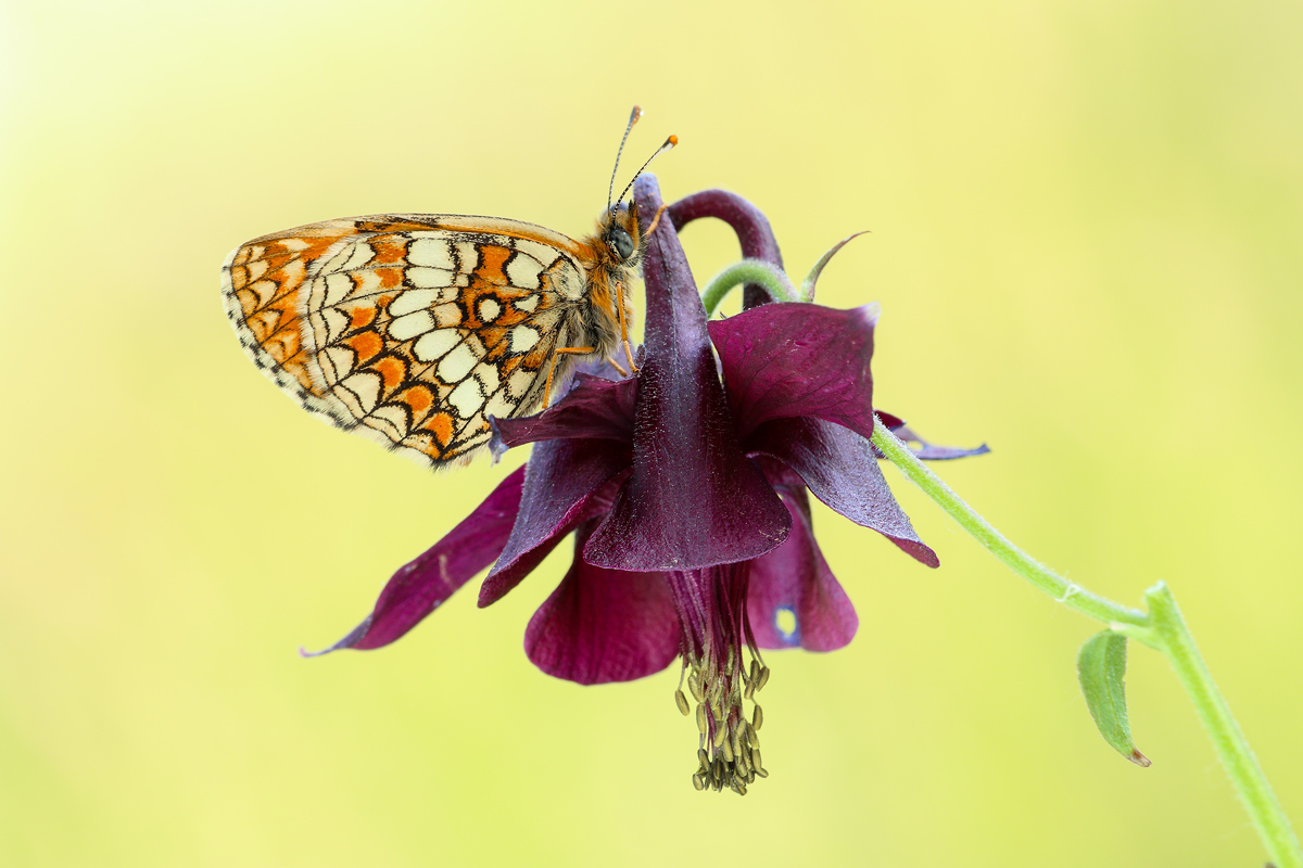 aquilegia con ospite