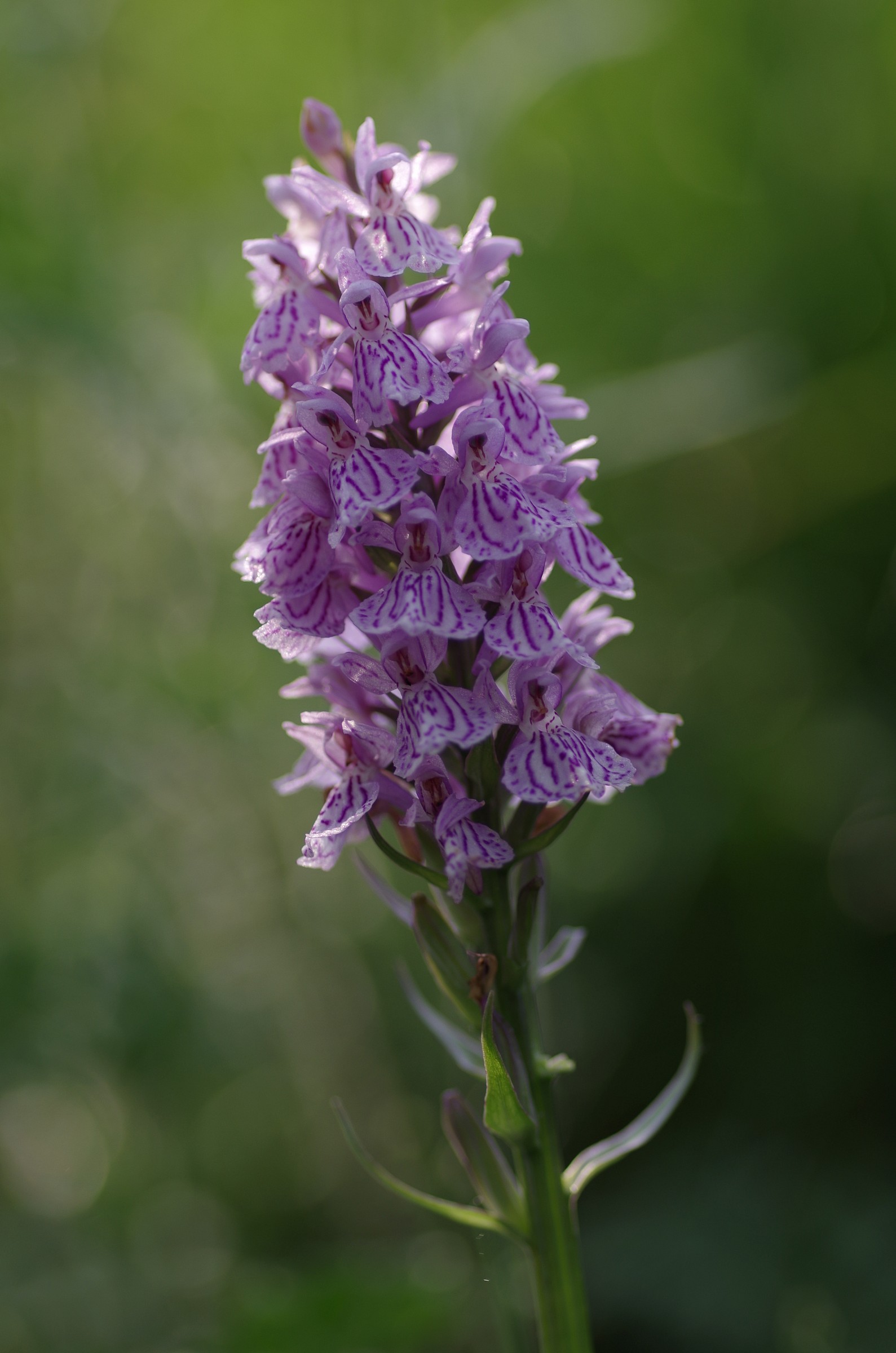 wild orchid