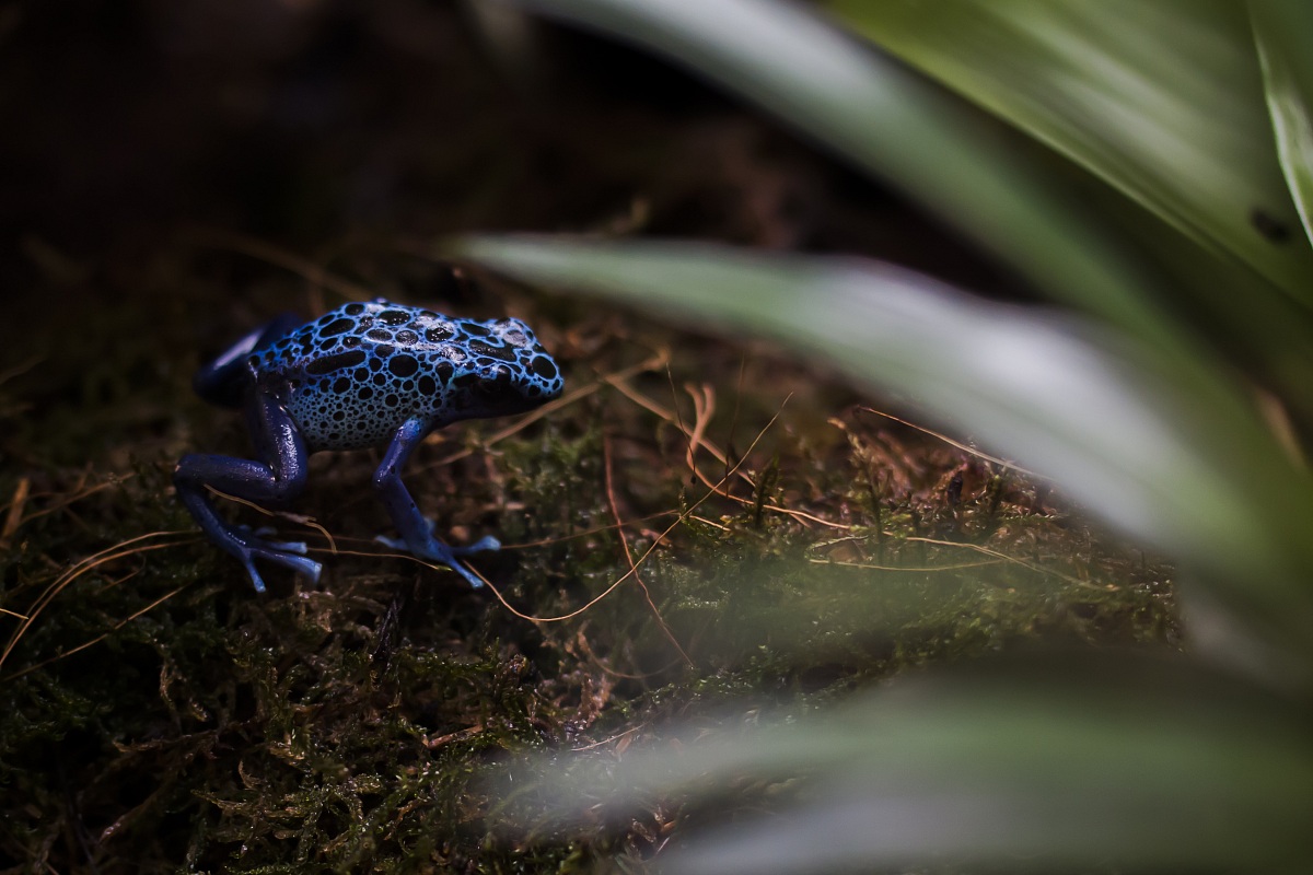 Rana Blu del Dardo Velenoso