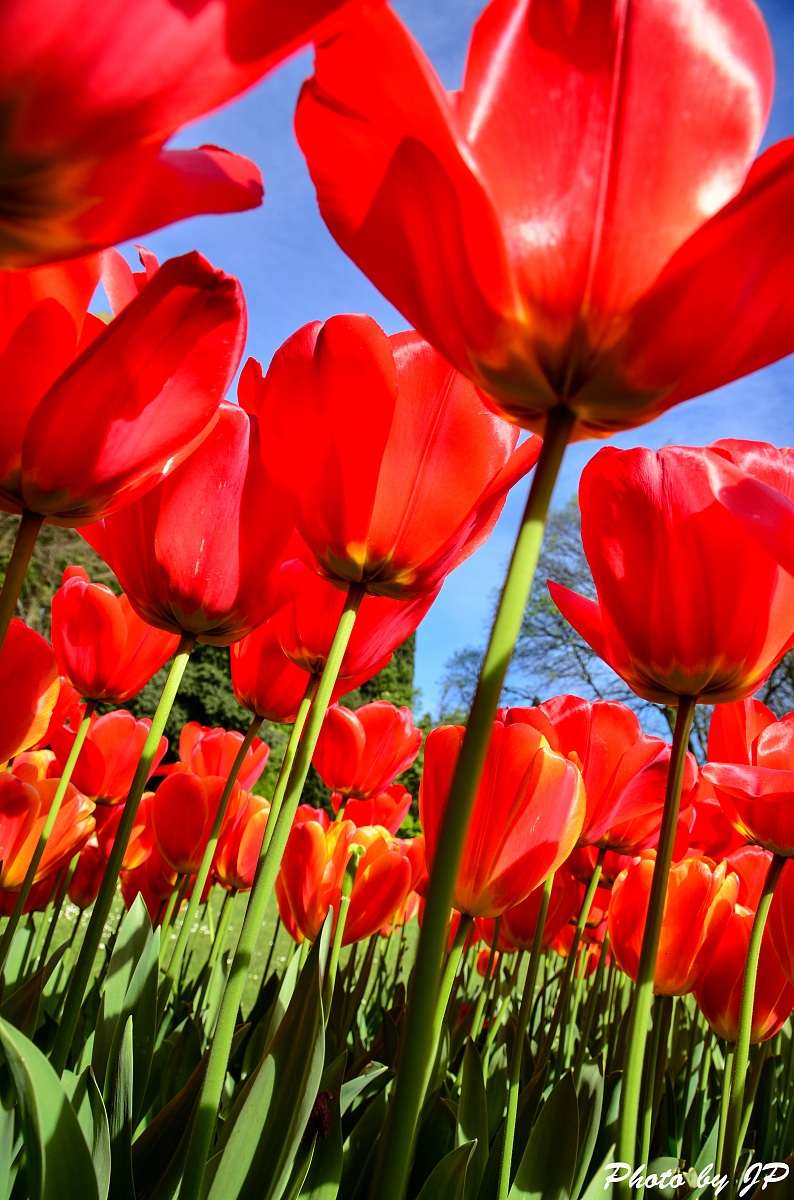 Tulipano Maximowiczii