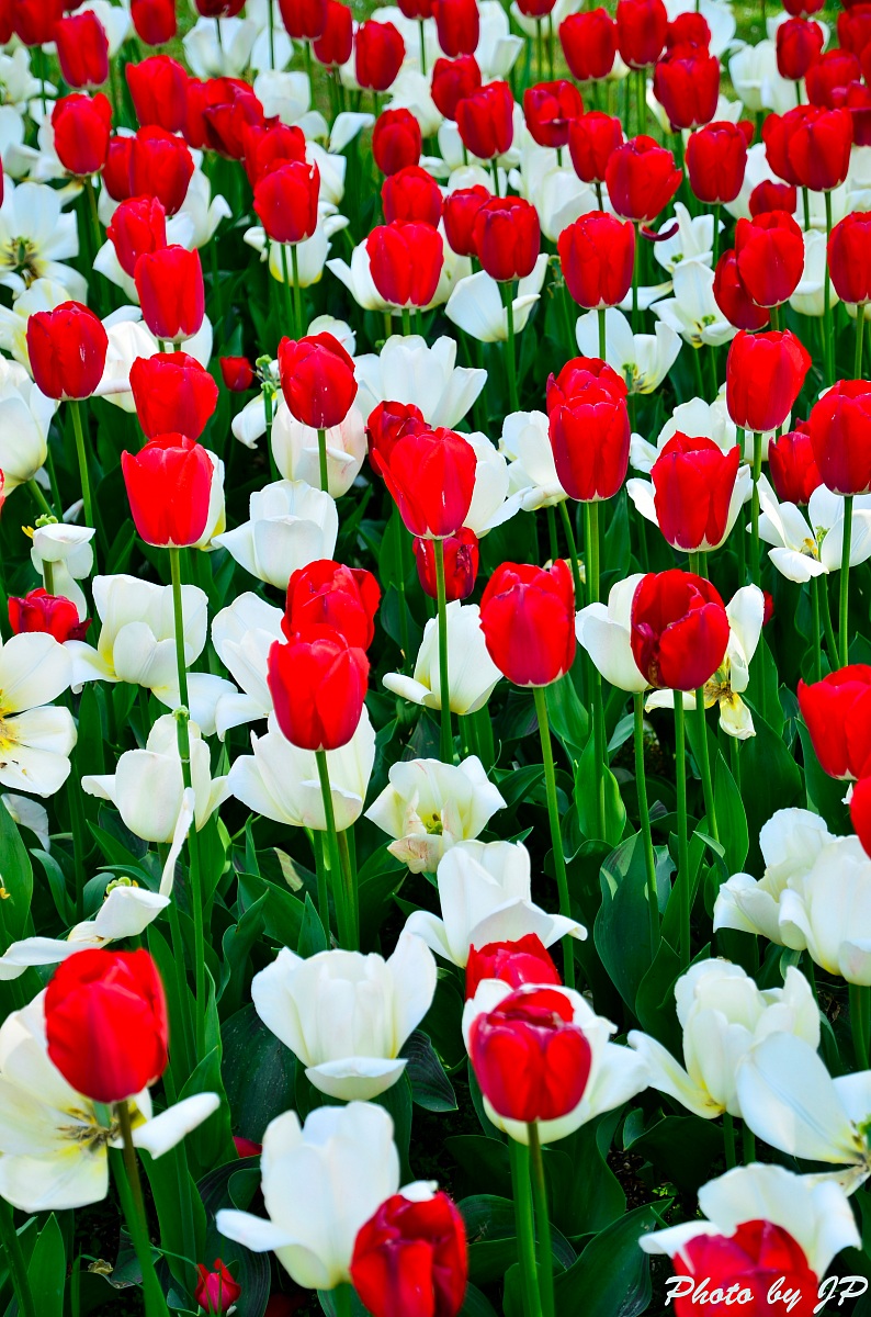 Tulipani Kingsblood e Concerto