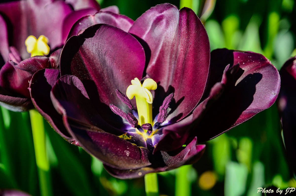 Tulip Queen of Night